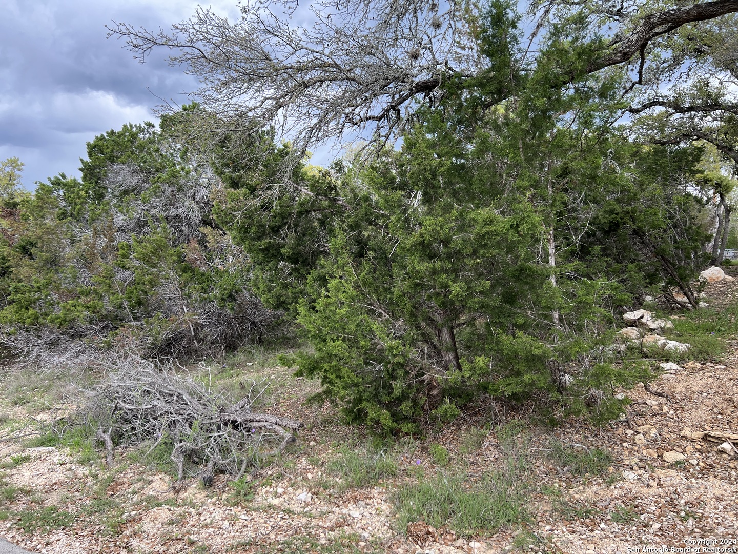 a view of a forest with lots of trees