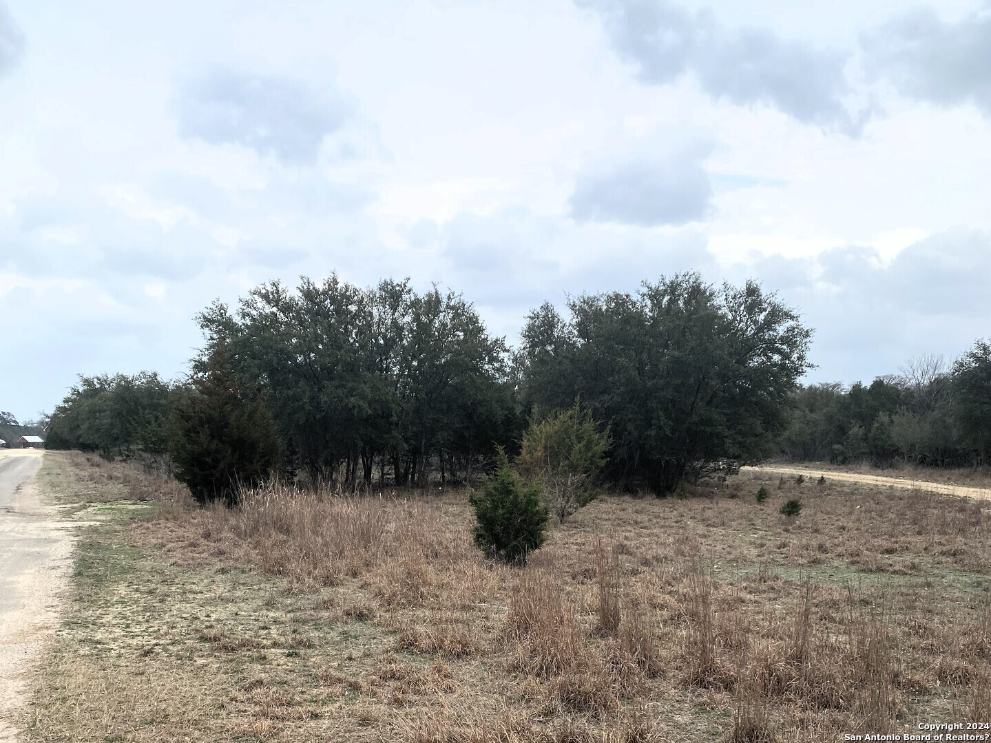 a view of a dry yard with a tree