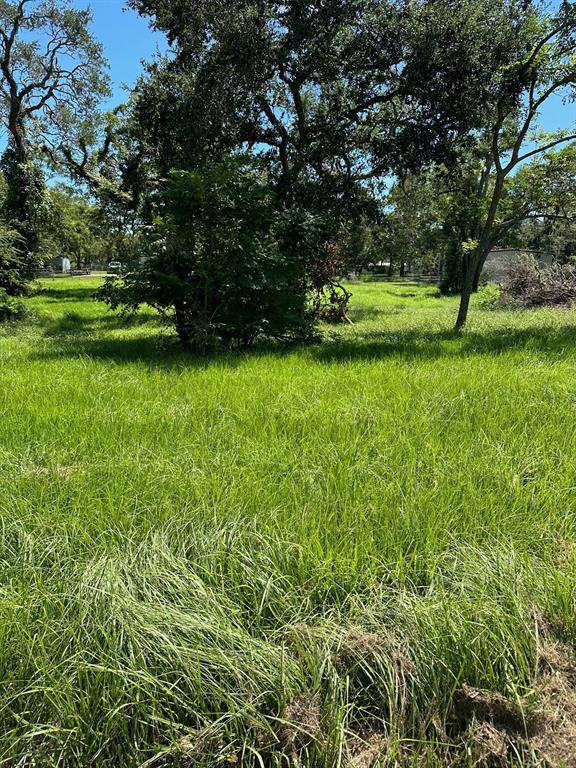 a view of a field with a tree