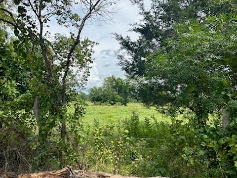 a view of a lush green forest