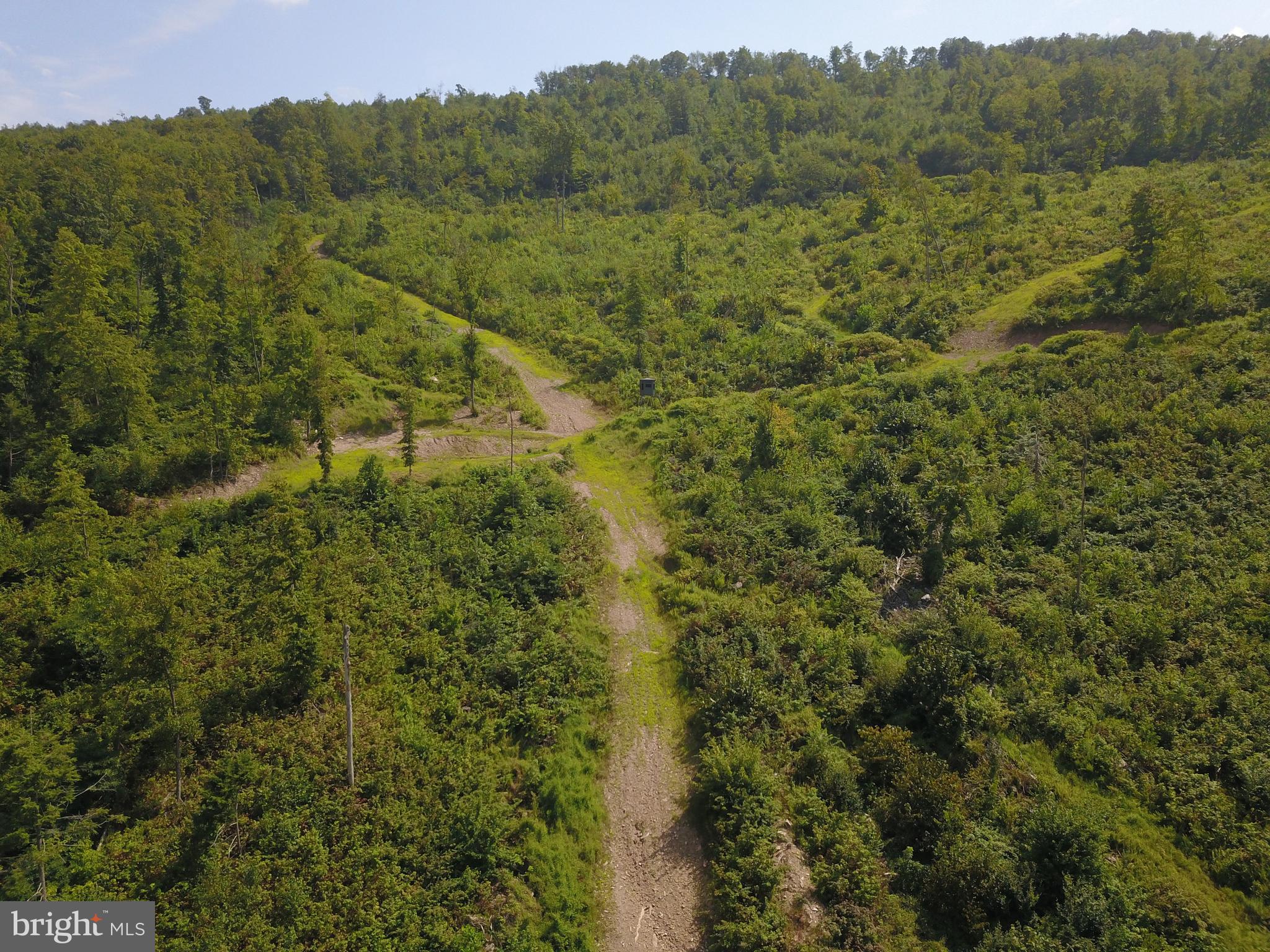 a view of a forest with a street