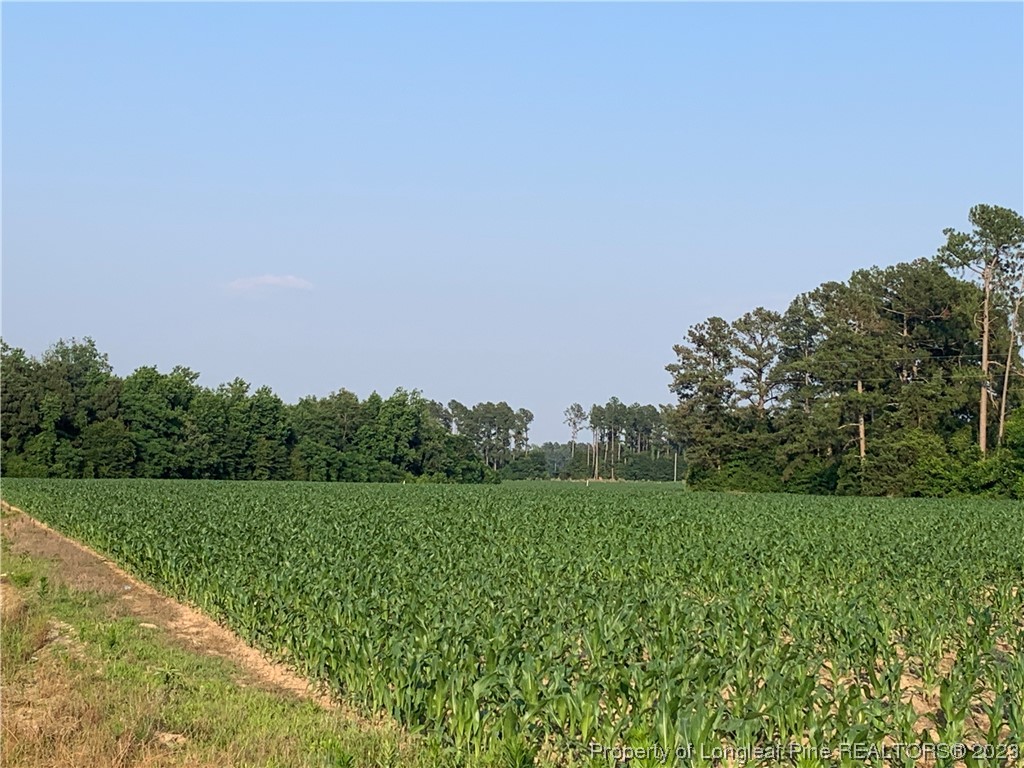 a view of a field with grass and trees