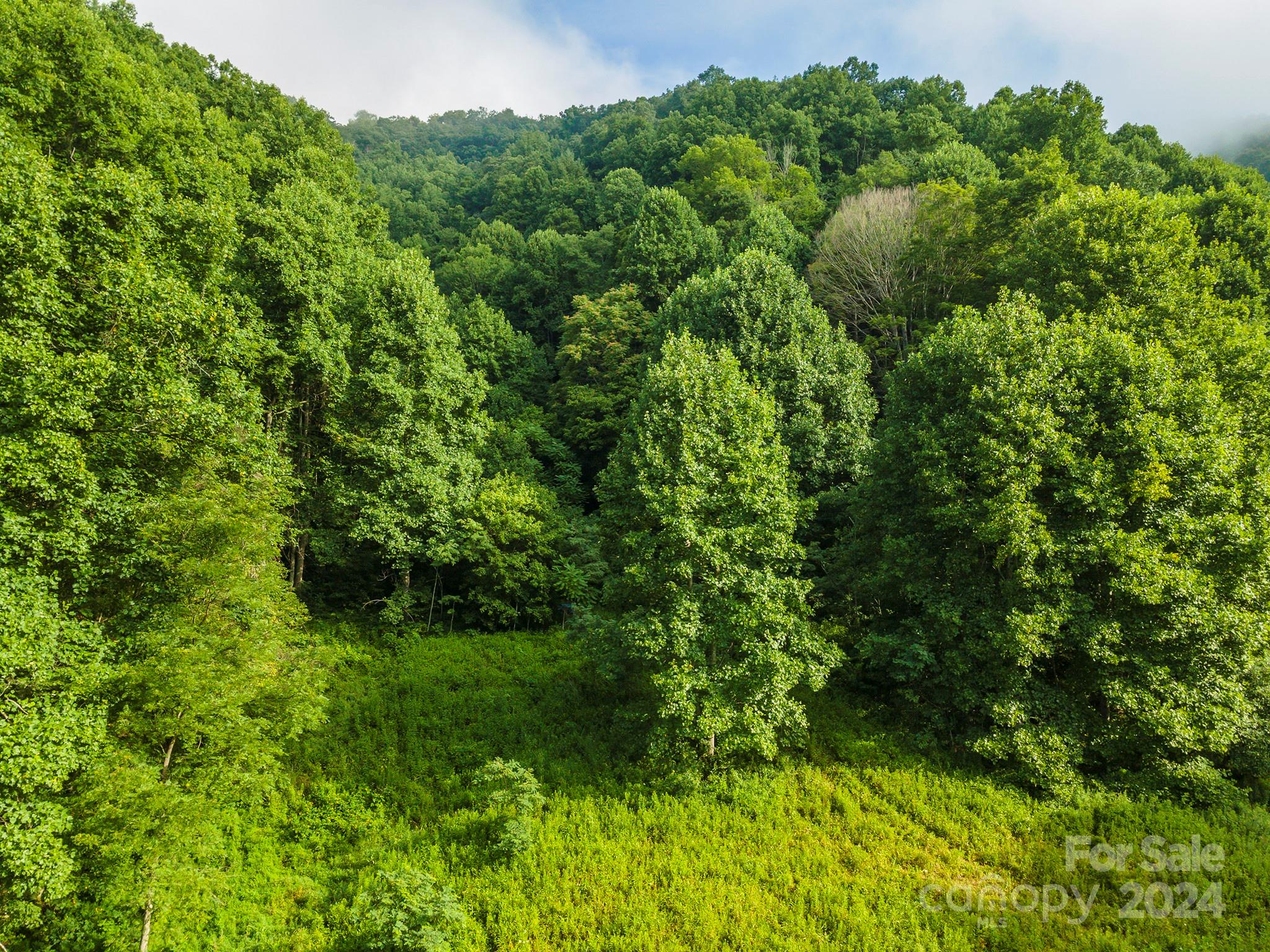 a view of a lush green forest