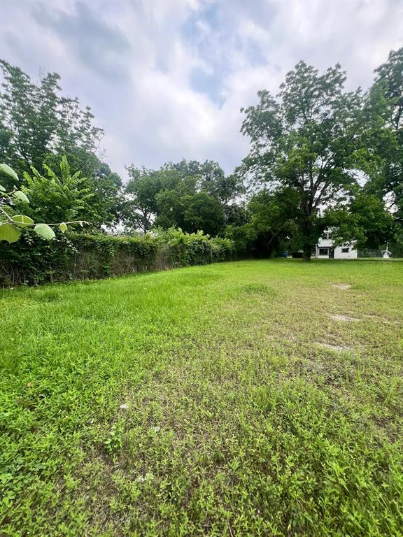 a view of a big yard with plants and large trees