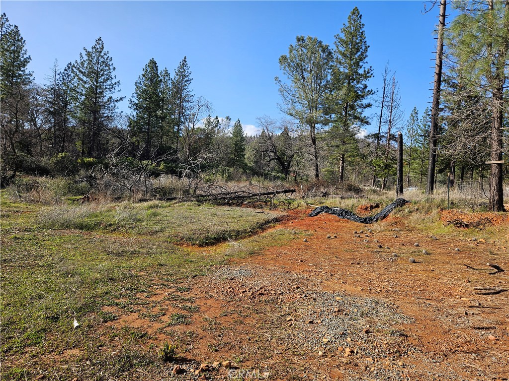 a view of dirt yard with a large tree