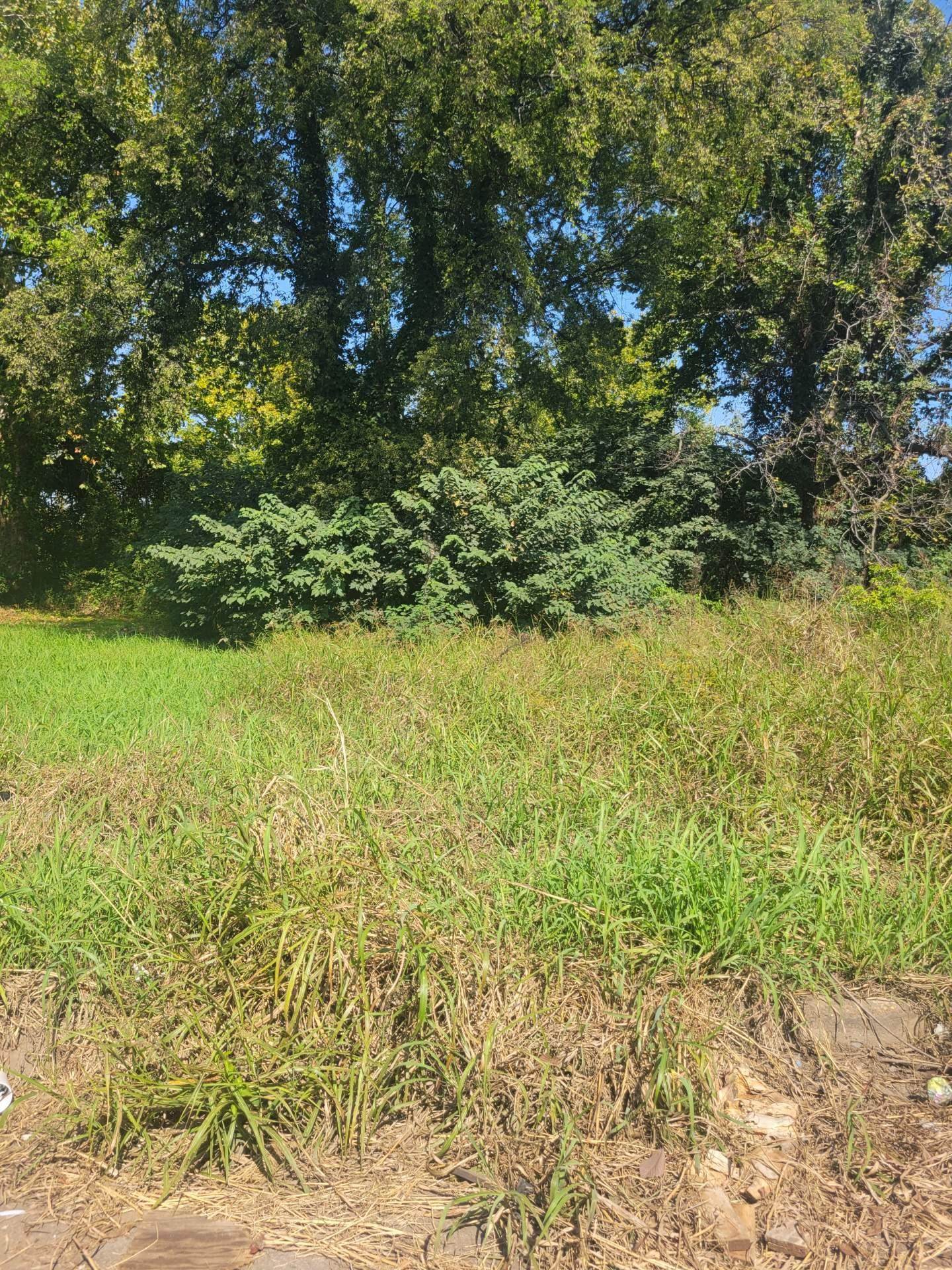 a view of a yard with a tree