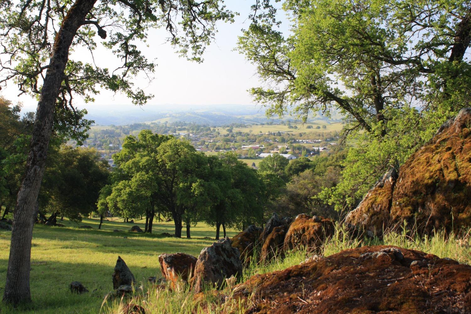 a view of a park with large trees