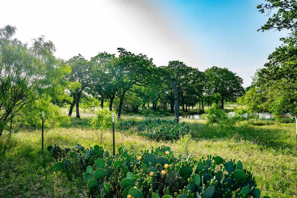 a view of a garden with a tree