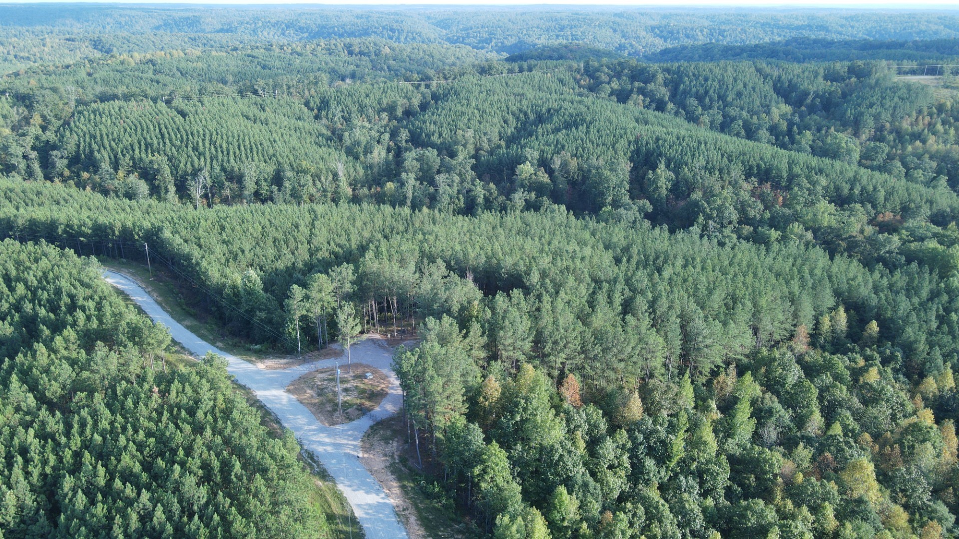 a view of a forest with a street