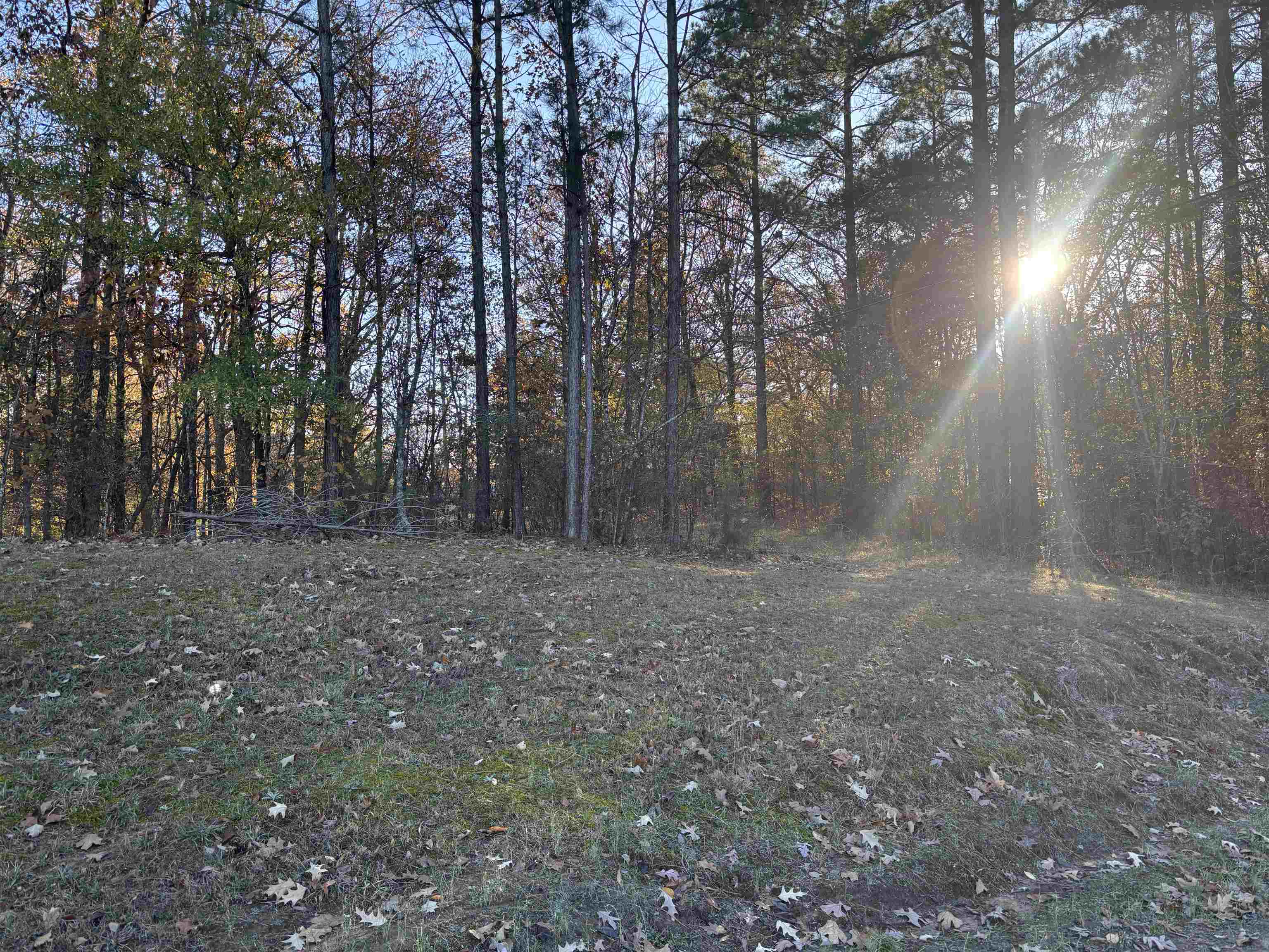 a view of a forest with trees in the background