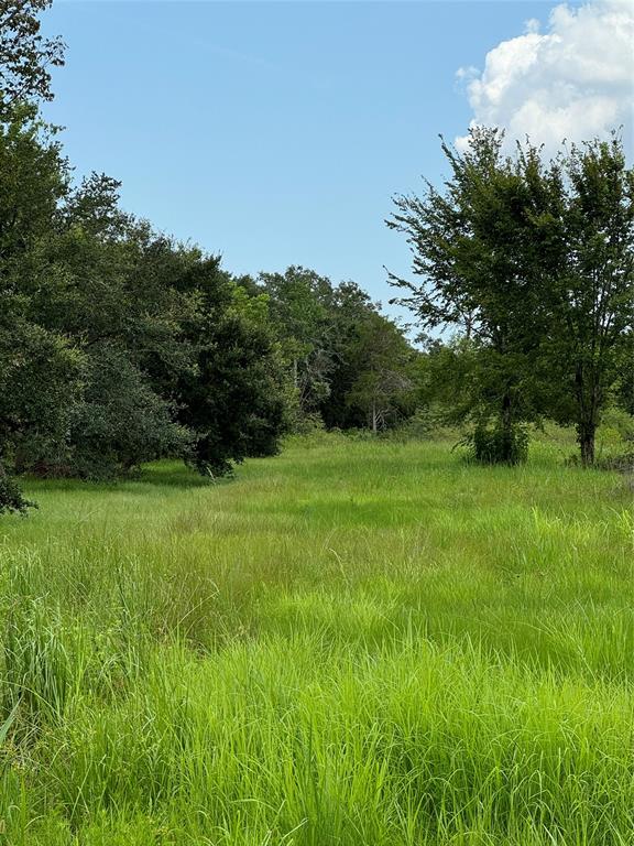 a view of grassy field with trees