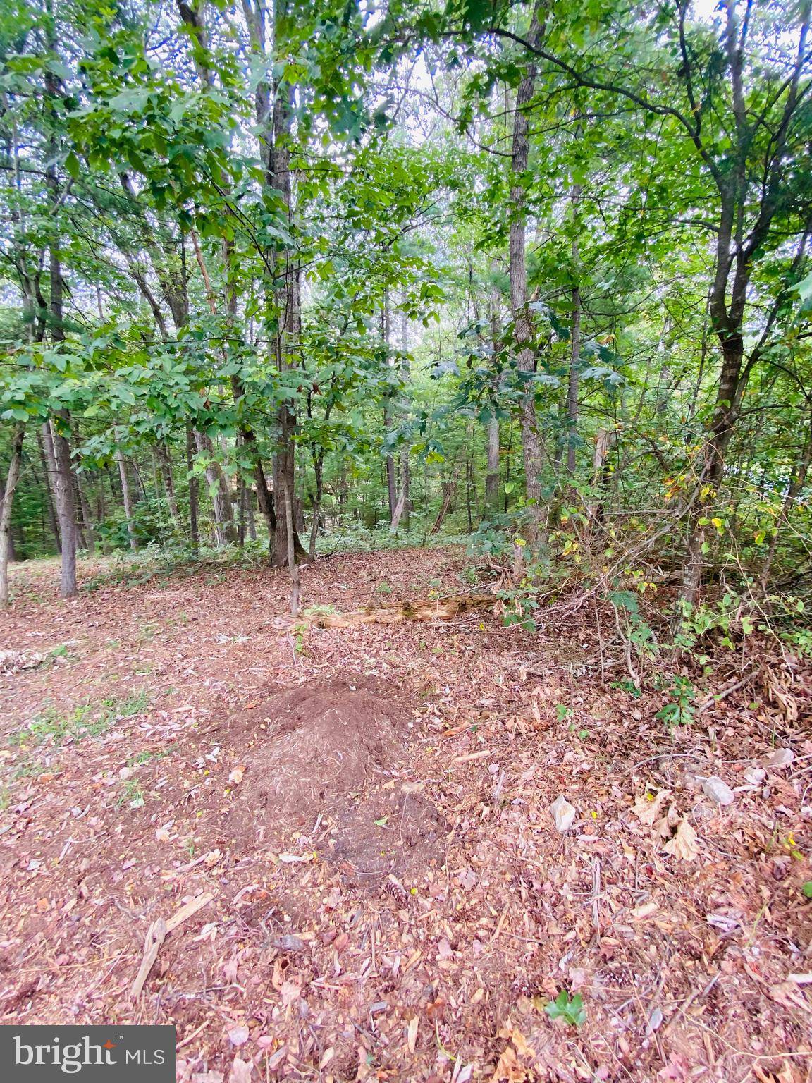 a view of outdoor space and trees