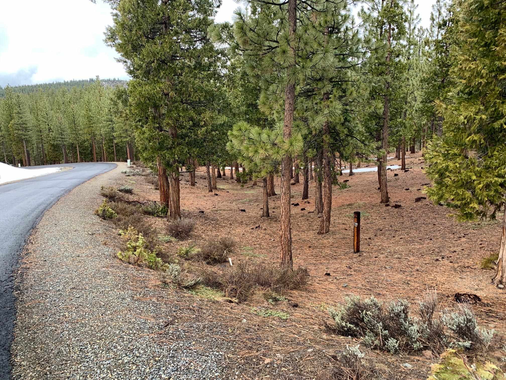 a view of a yard with trees