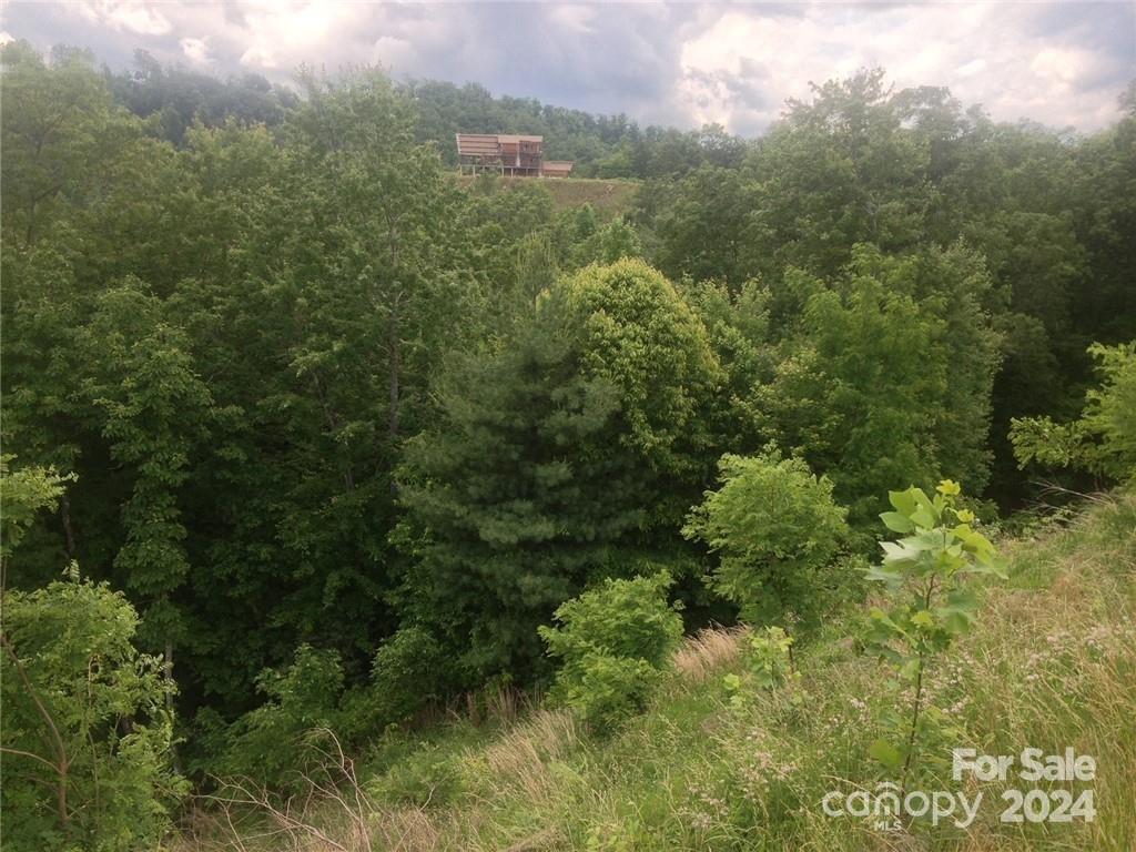 a view of a forest with an trees