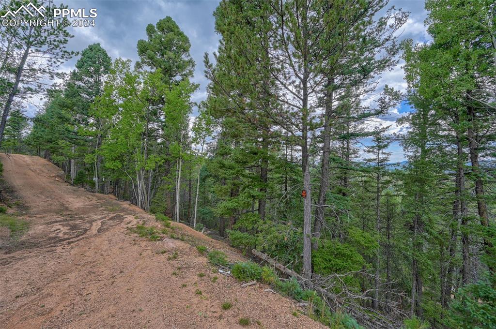 a view of a forest with trees