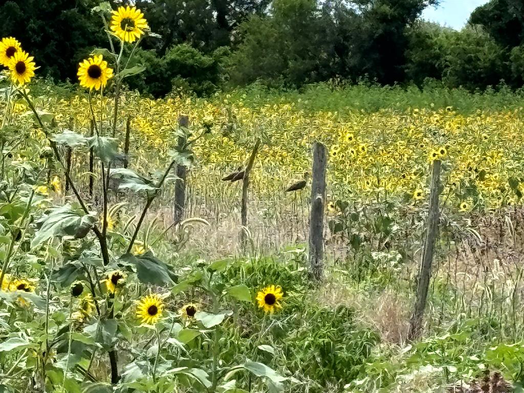 a plant view