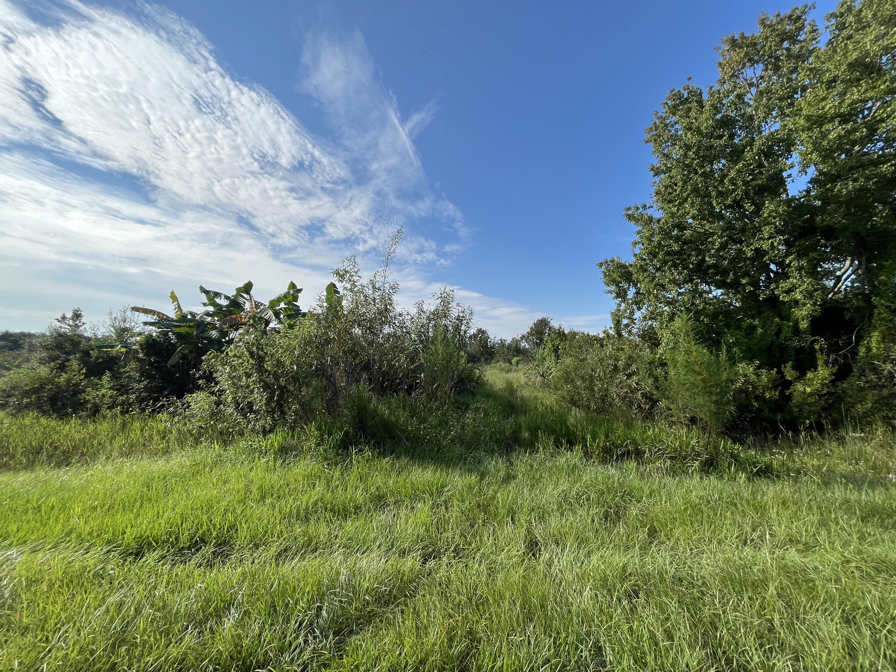 a view of a lush green space