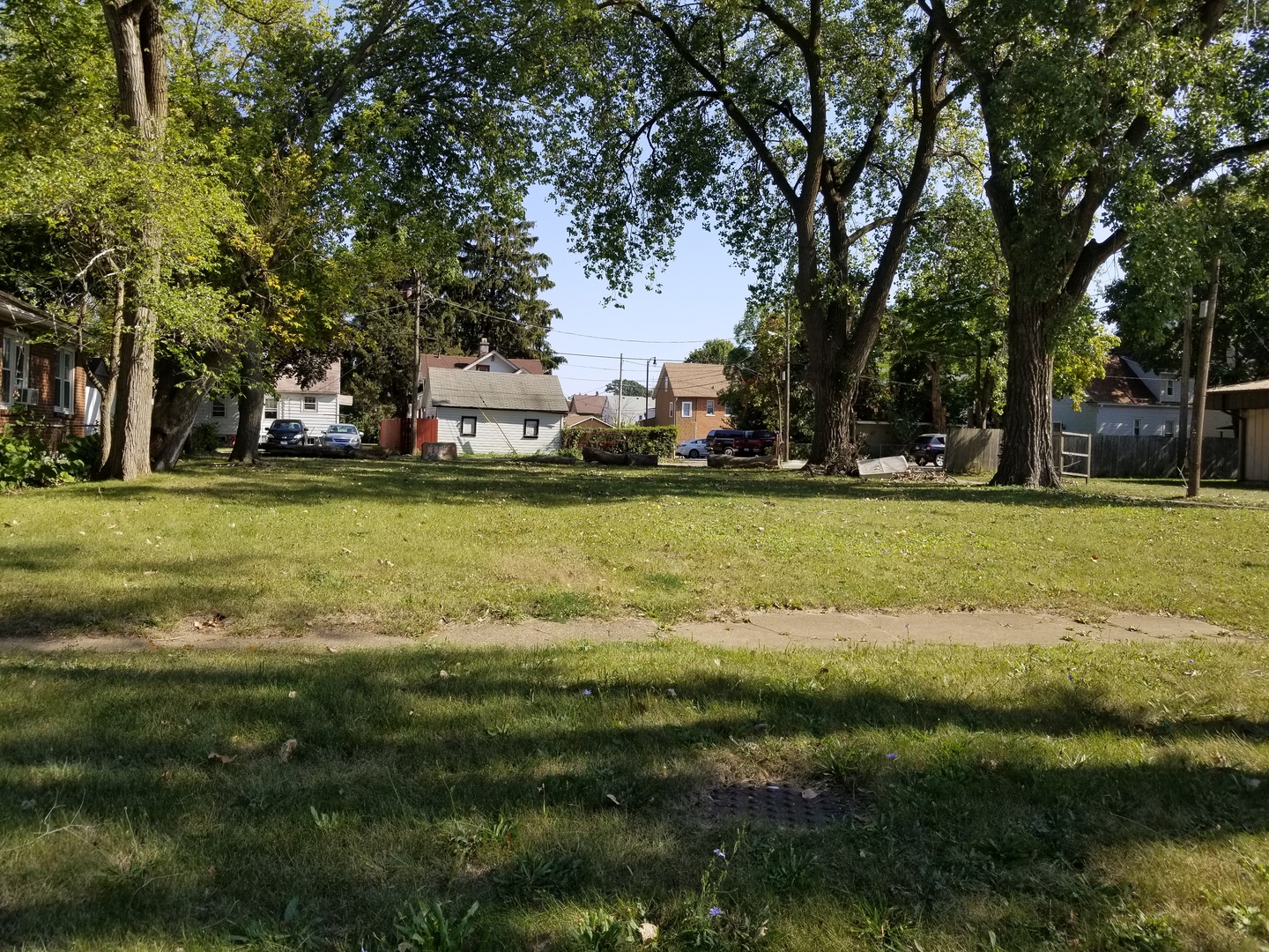 a view of a large trees with lots of trees