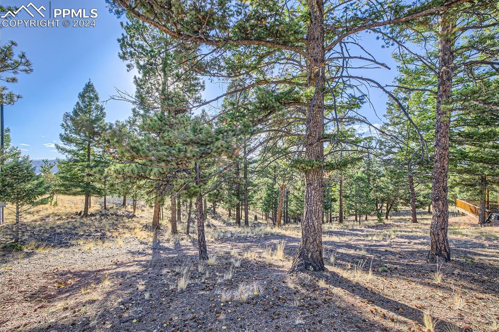 a view of a forest filled with trees