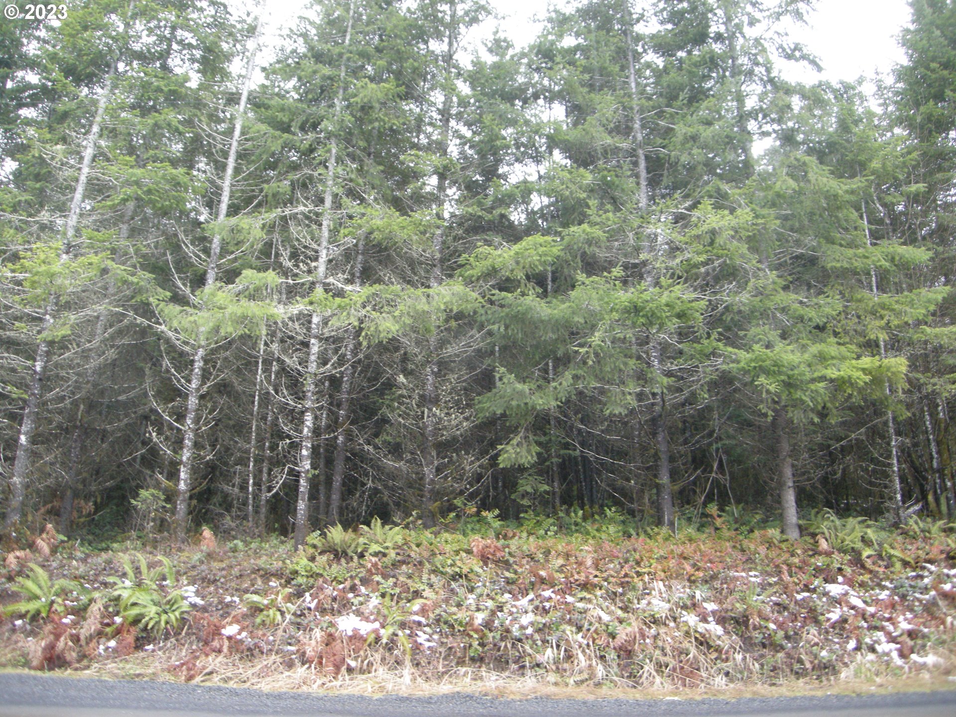 a view of a forest filled with trees