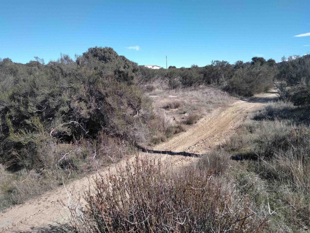 a view of a dry yard