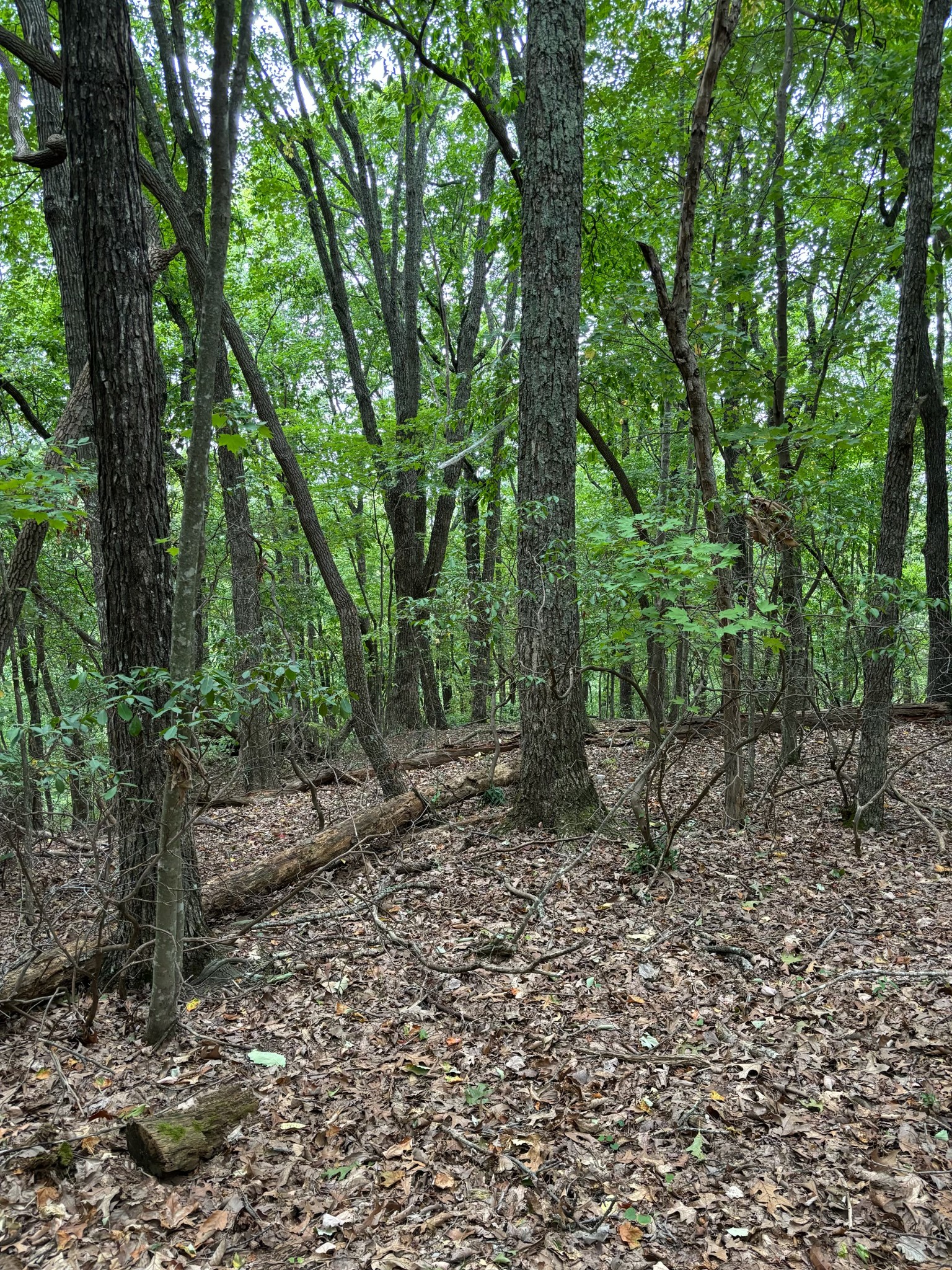 a big yard with lots of green space and deers