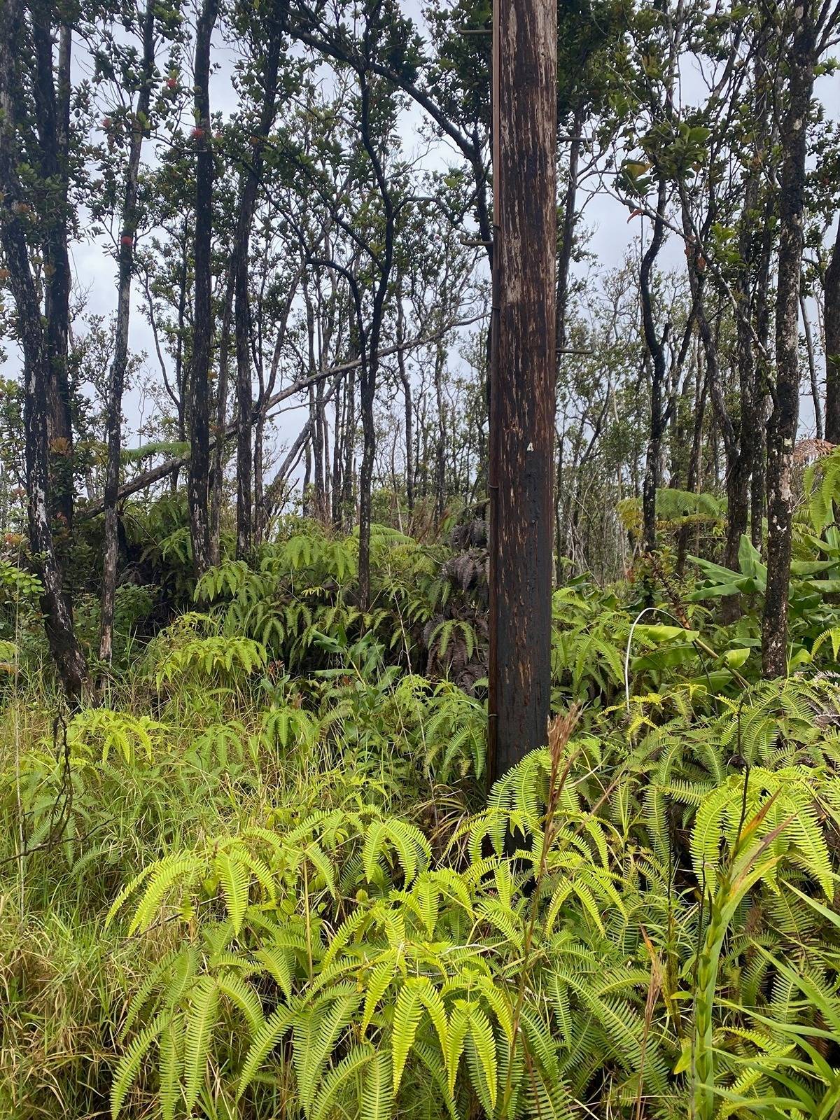 a view of outdoor space with a trees