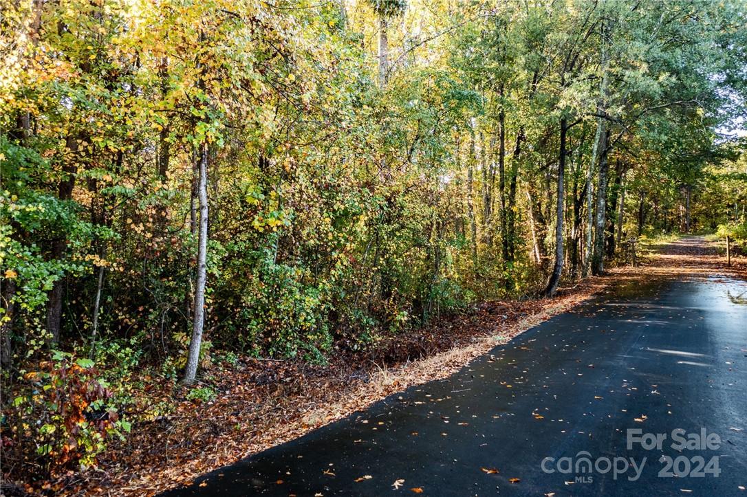 a view of a road with plants and trees