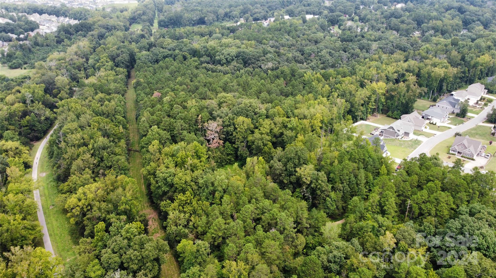 a view of a forest with a tree