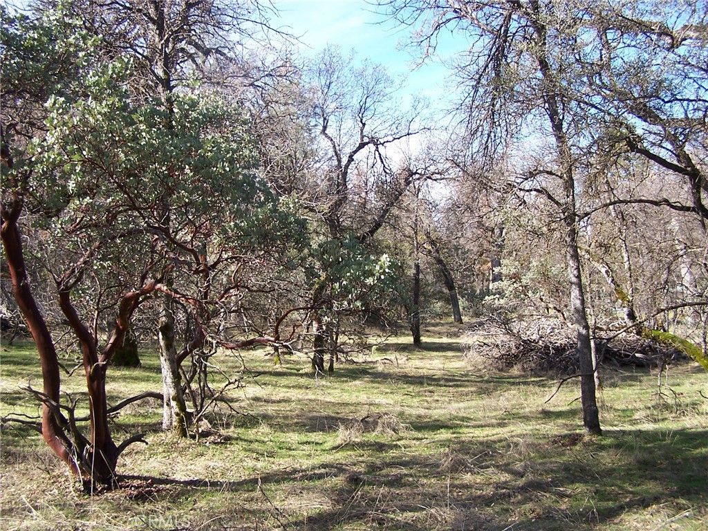 a view of a yard with a tree