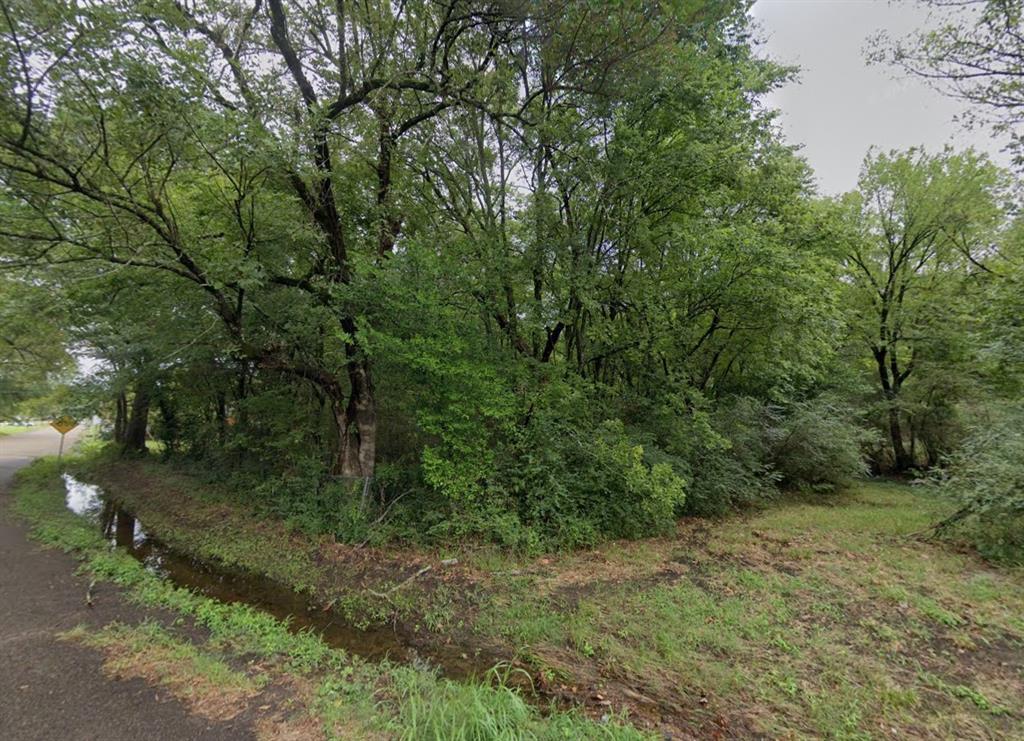 a view of a forest with trees in the background