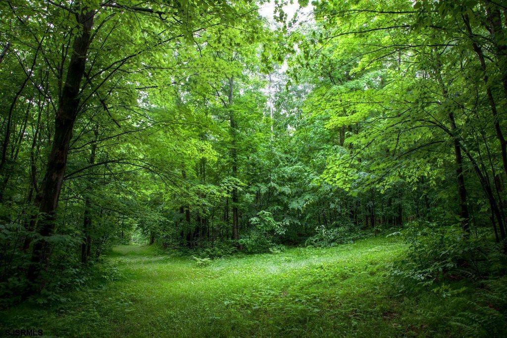 a view of a lush green forest