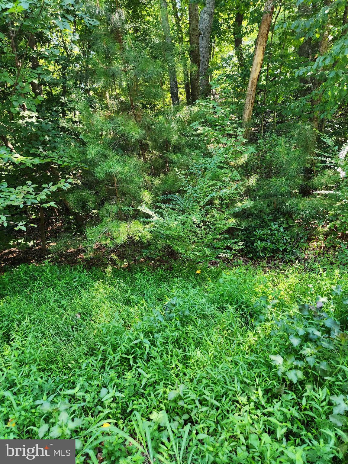 a view of a lush green forest