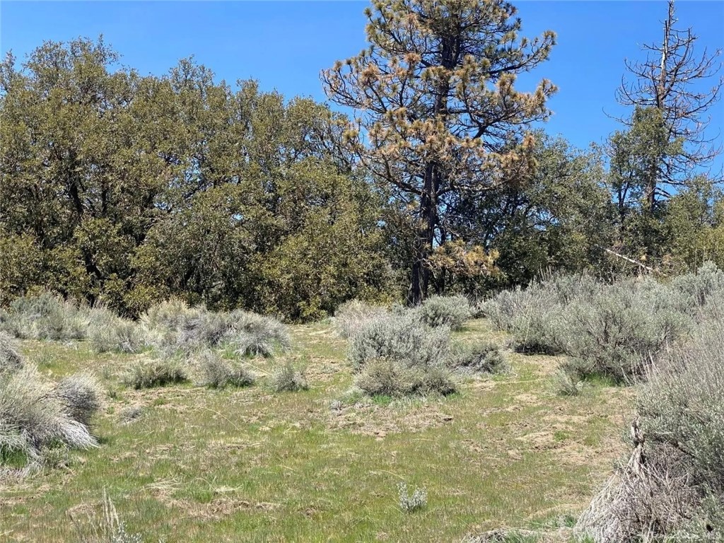 a view of a dry yard