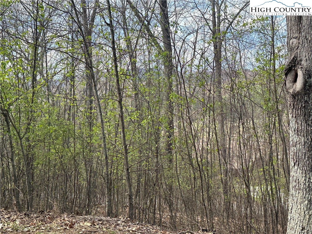 a view of a yard with lots of trees