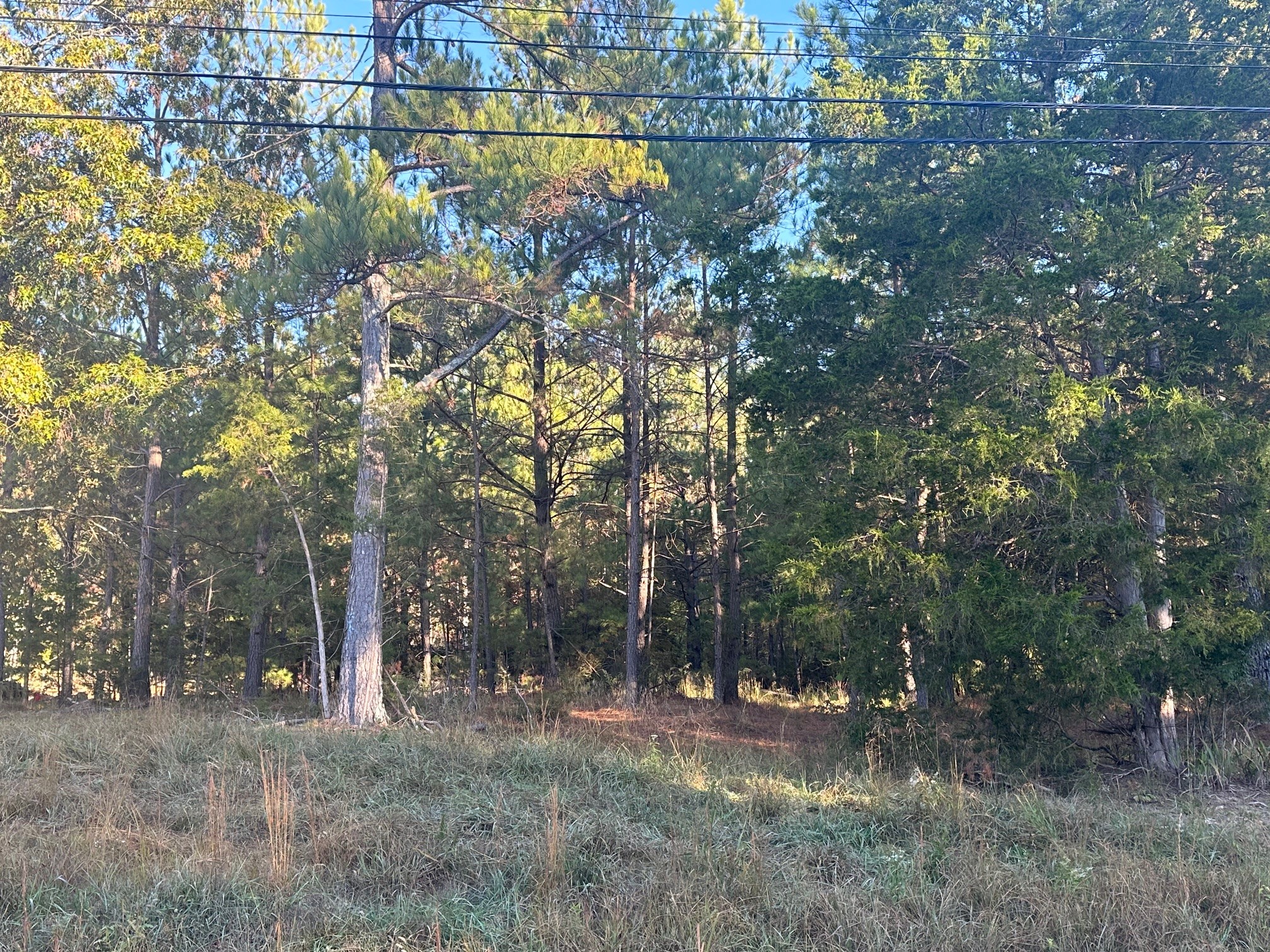 a view of a yard with a tree