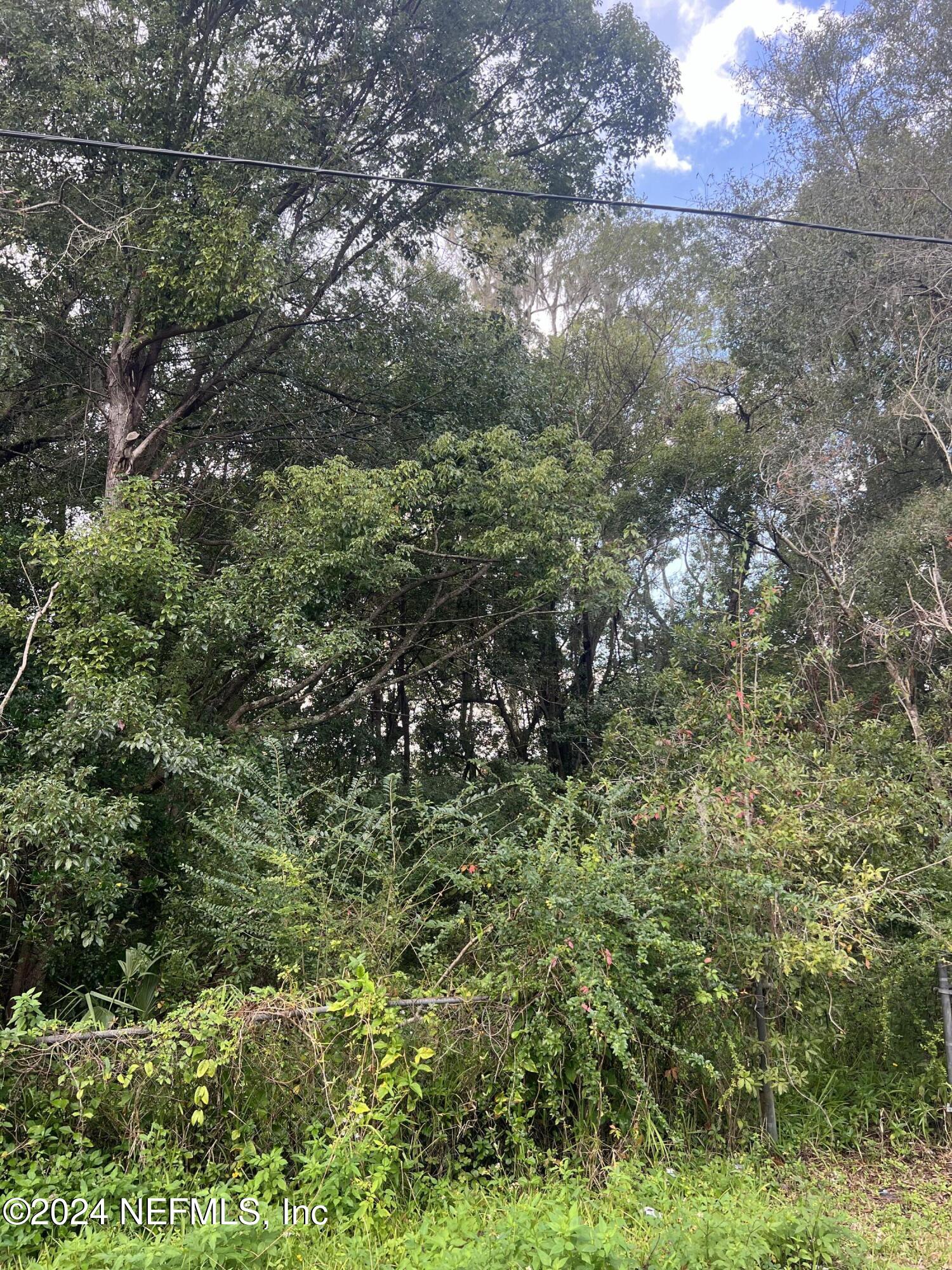 a view of a forest with a tree