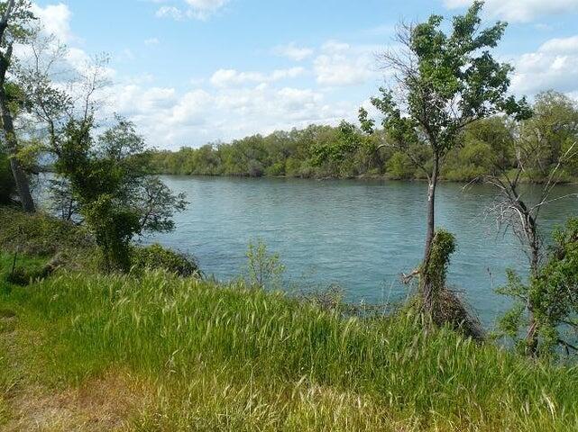 a large body of water with a tree in the background