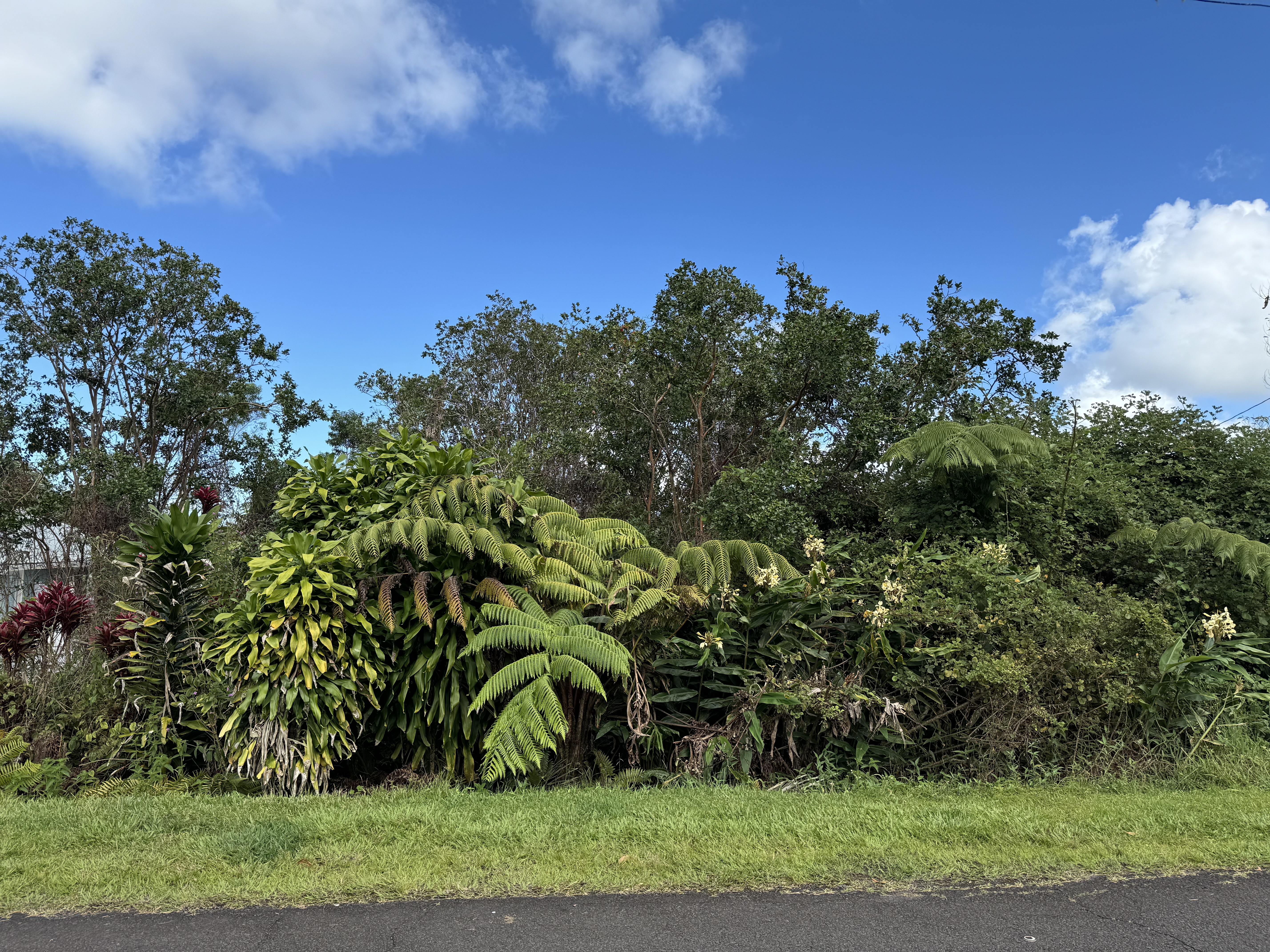 a view of a yard