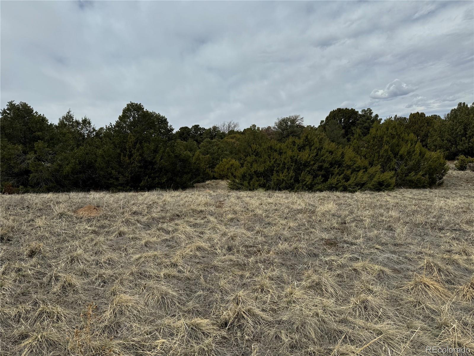 a view of a dry yard