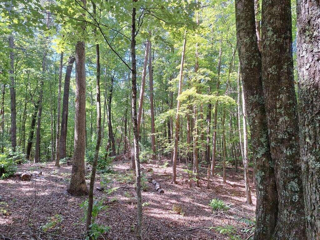 a view of a forest