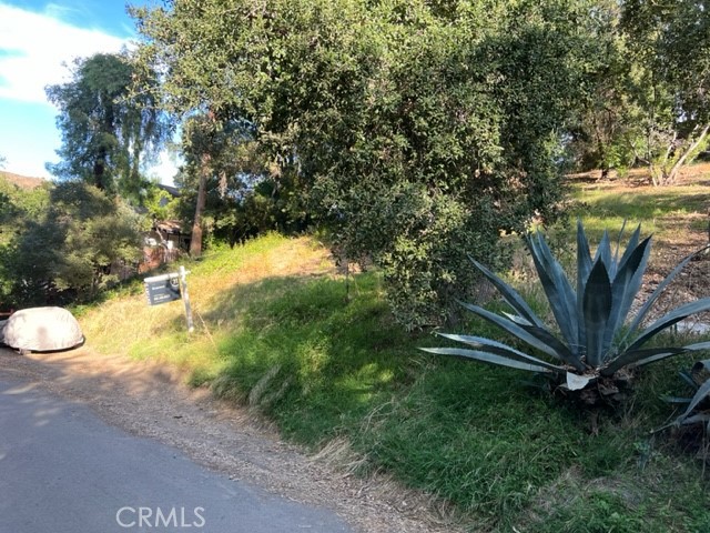 a view of a yard with plants and a tree