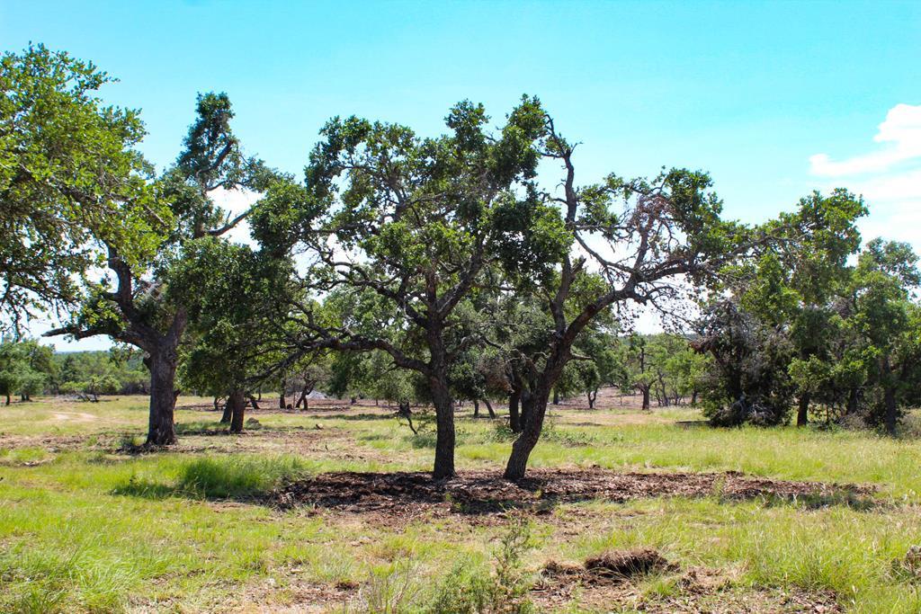 a view of a garden with trees