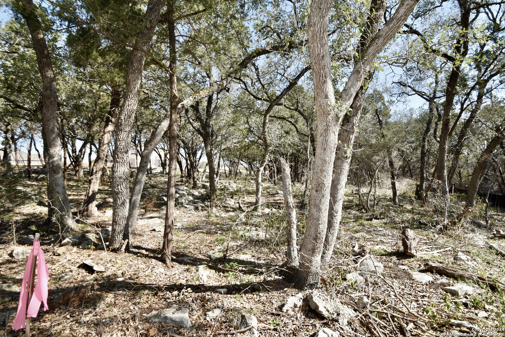 a view of a tree with a yard