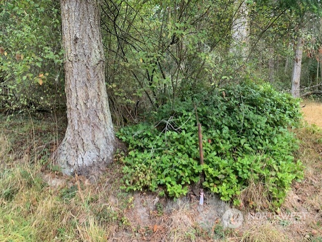 a close up of a plant in a garden