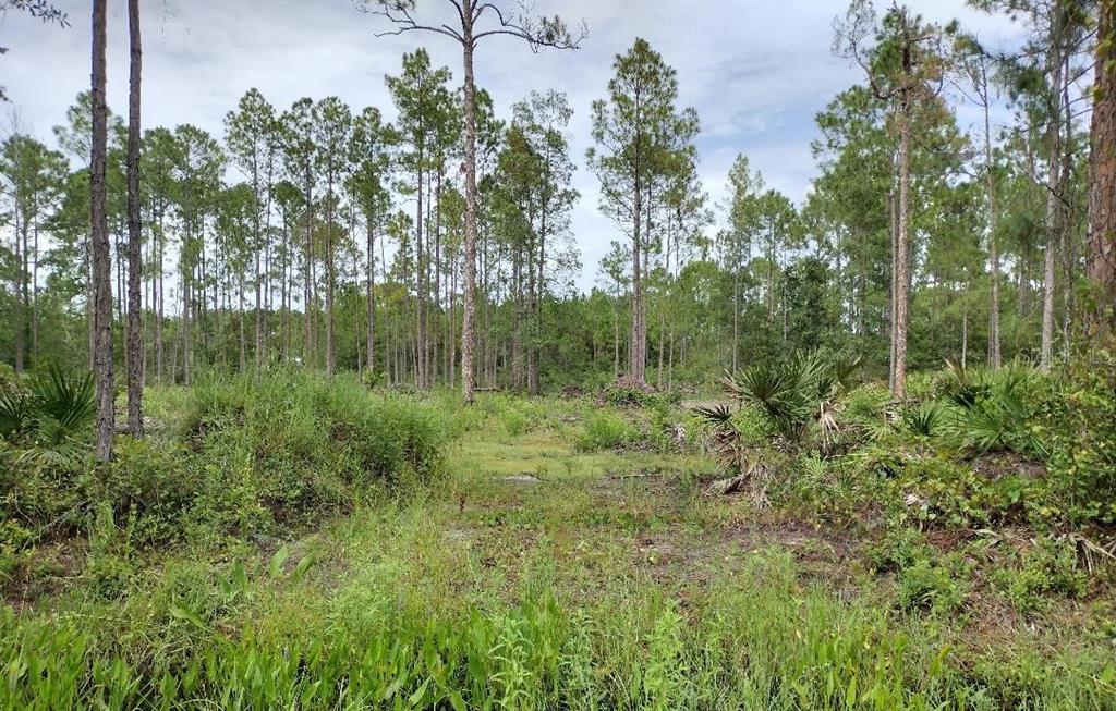 a view of a lush green forest with lots of trees