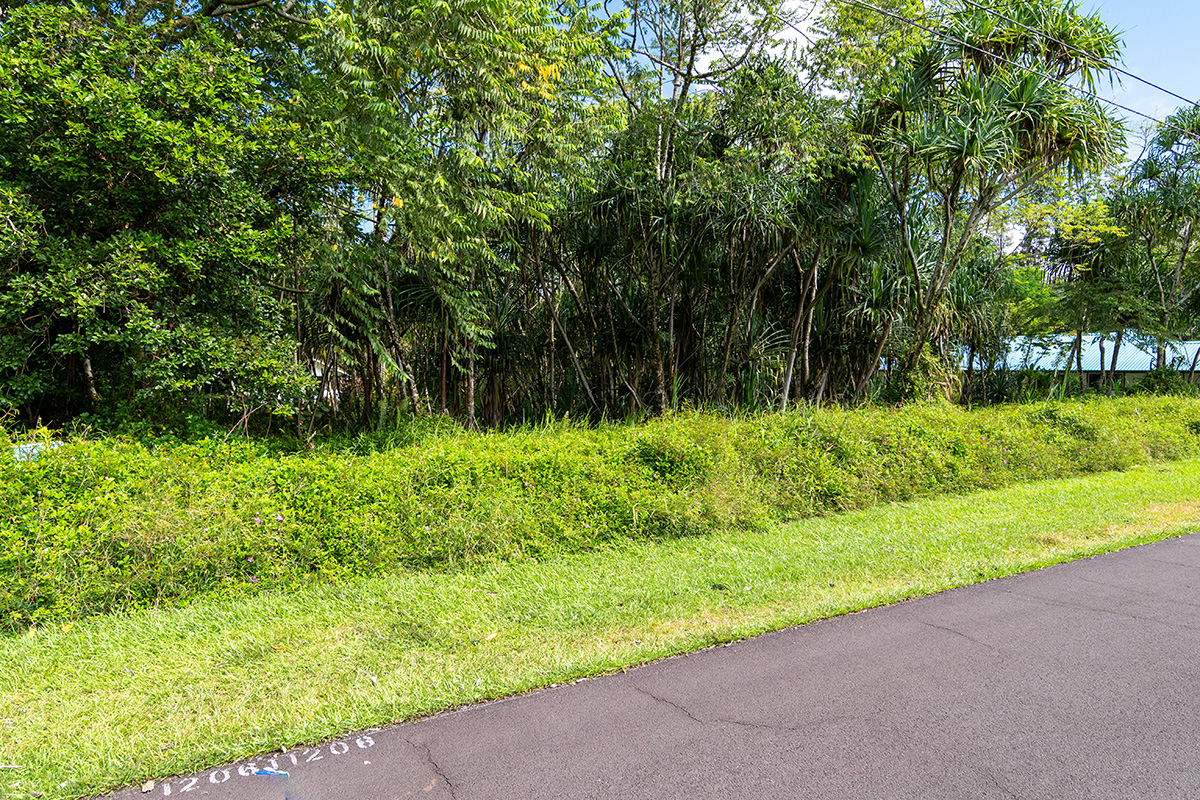 a view of a garden with plants and large trees