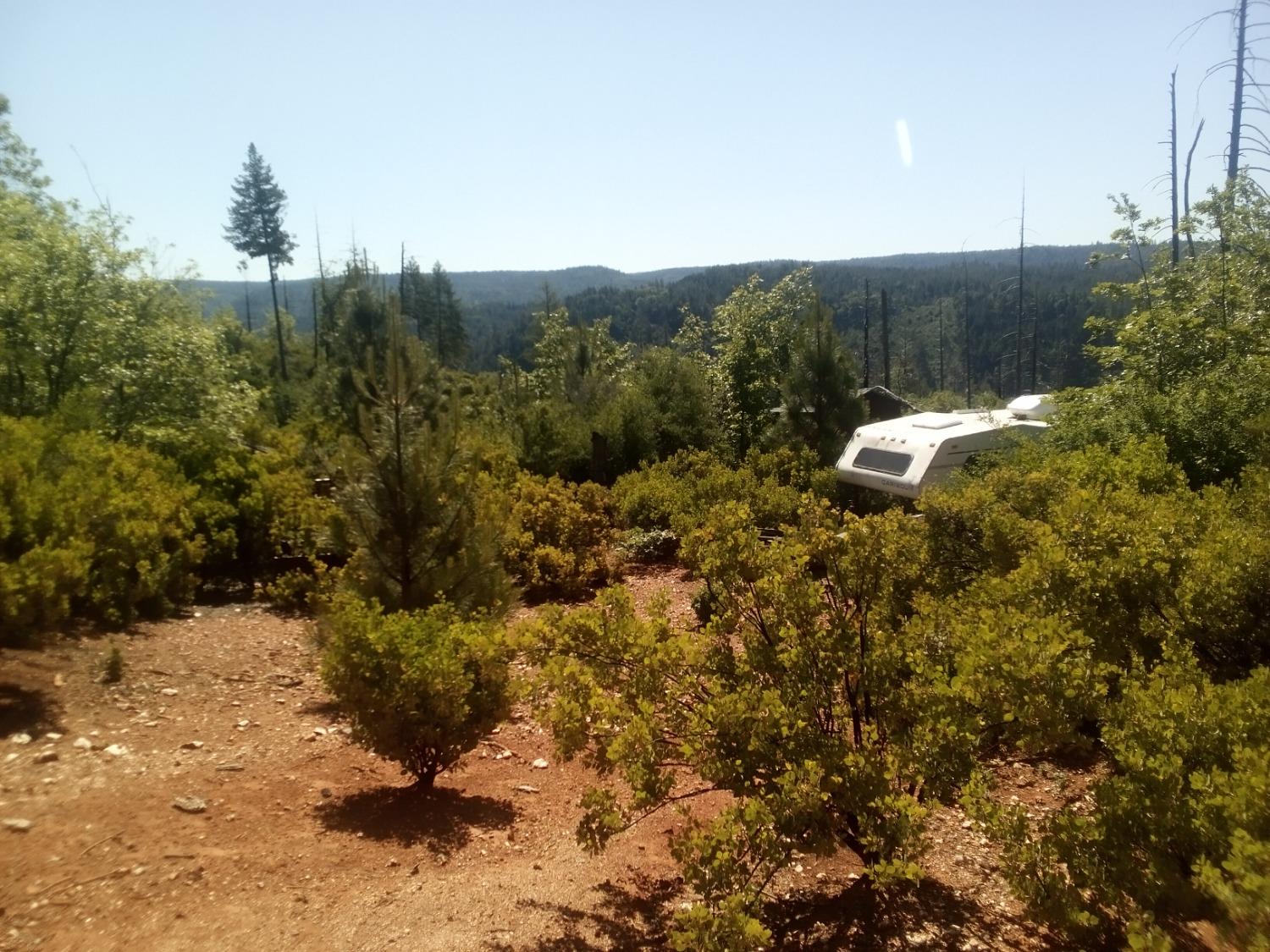 a view of a dry yard with trees