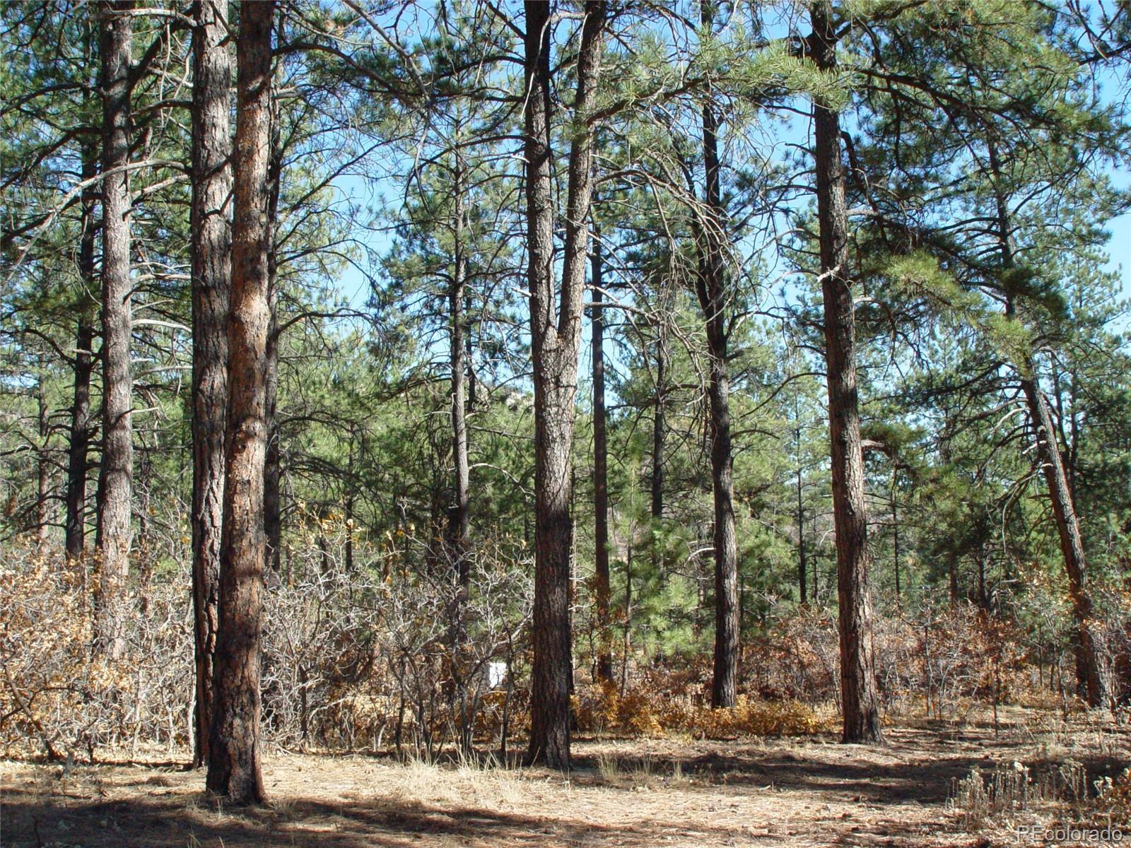 a view of a forest with trees