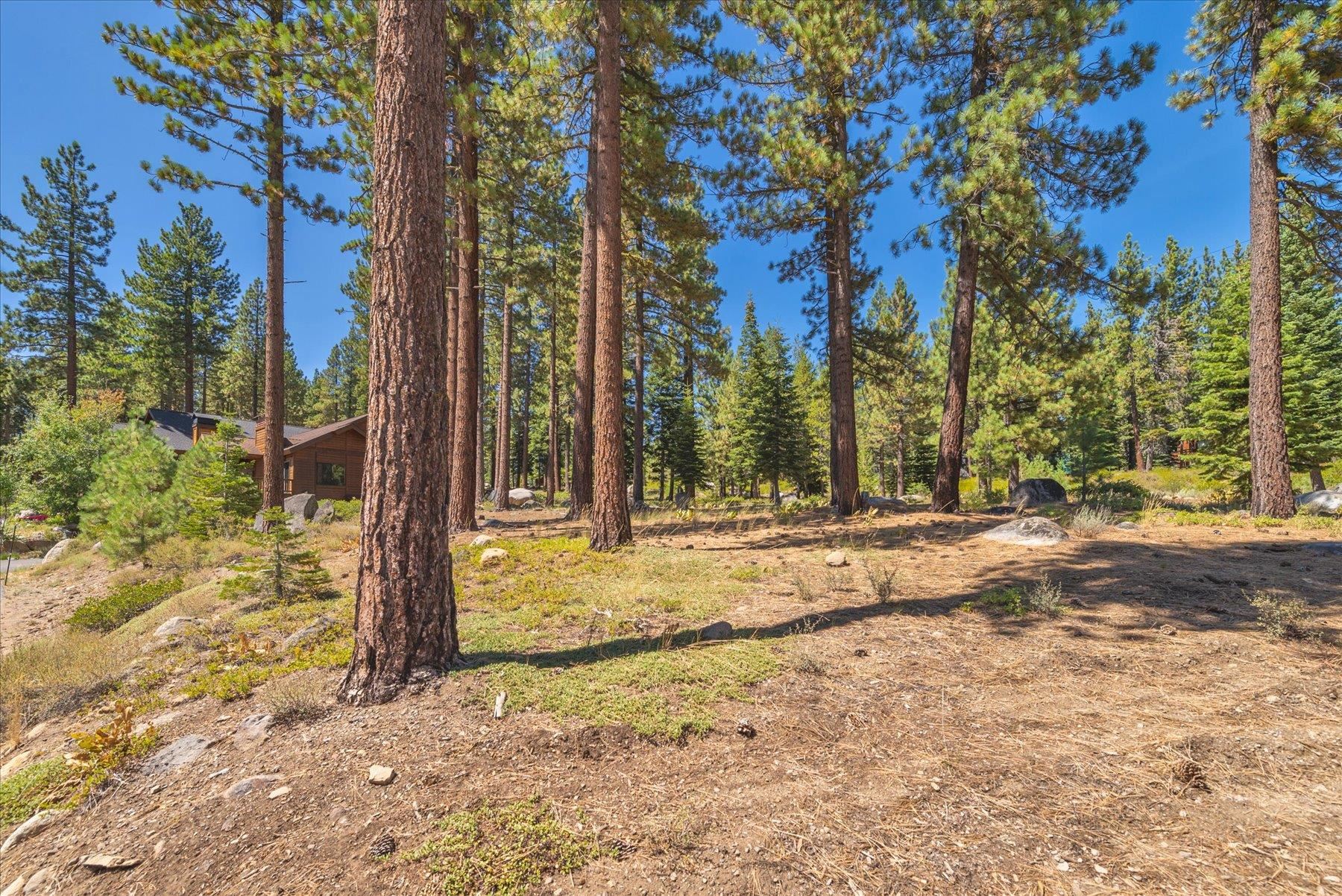 a view of a yard with trees